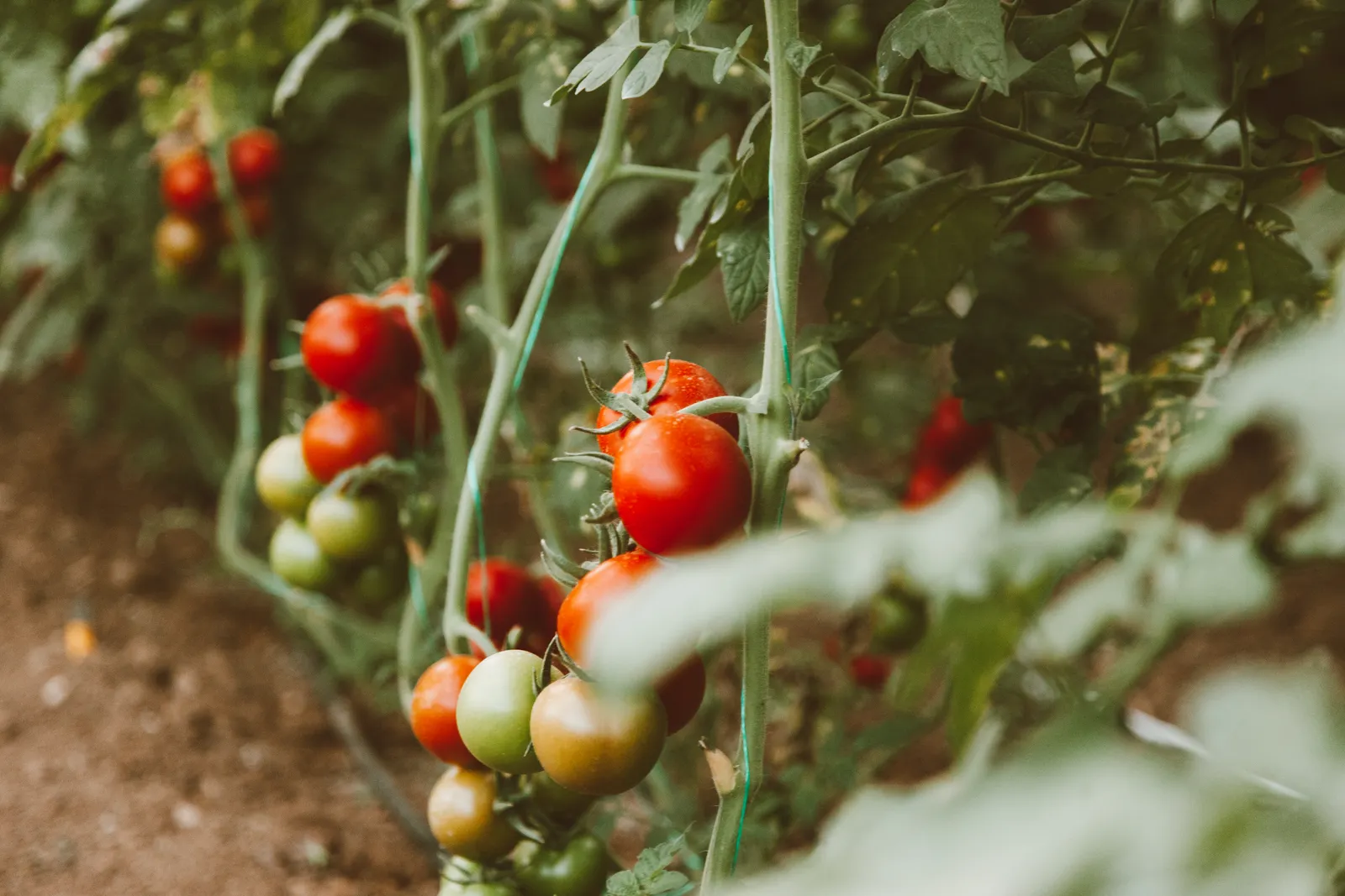Red and green tomatoes ripen together on supported vines in a garden row.